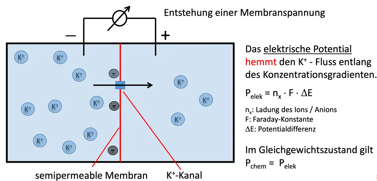 Bildschirmfoto 2023-09-02 um 17.50.51.png