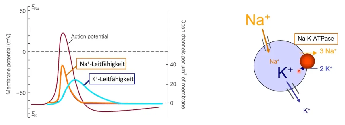 Bildschirmfoto 2023-09-02 um 20.44.21.png