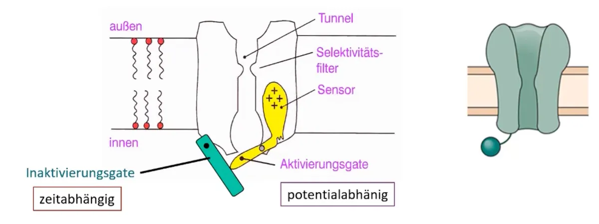 Bildschirmfoto 2023-09-02 um 21.00.19.png