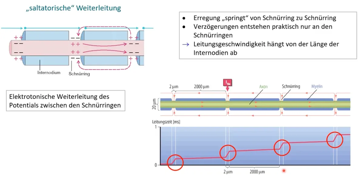 Bildschirmfoto 2023-09-03 um 15.40.47.png